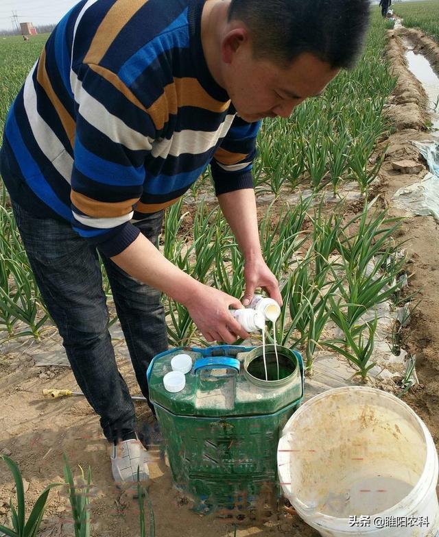 用这个配方防治大蒜根蛆,5小时见死虫,24小时死虫率达到95%以上