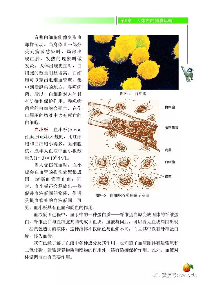 北師大版生物七年級下冊電子課本