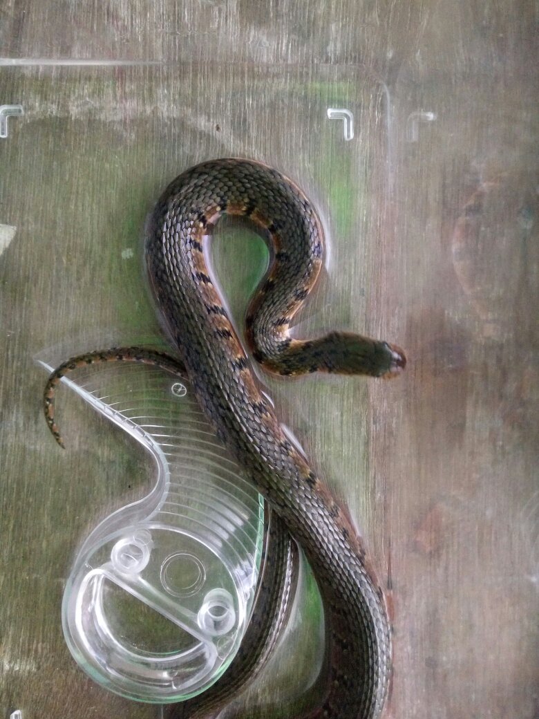 生肖属蛇人财运查询2020年7月3日赚钱运气好吗