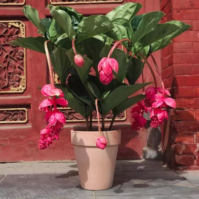 进口尖货宝莲灯花期长达八九个月垂着粉色的花像一盏盏花灯