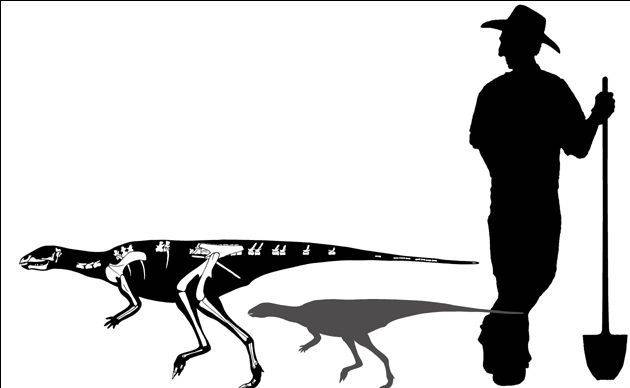 图注:掘奔龙与人类的体型对比,图片来自网络小巧的身形是掘奔龙能在