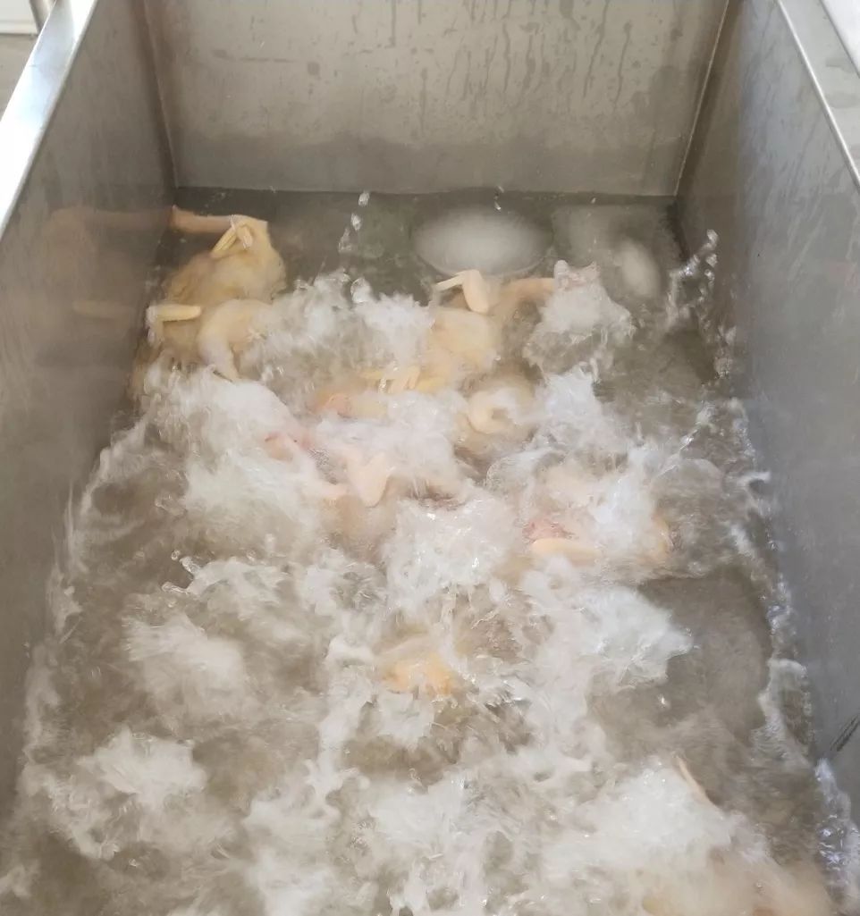 无害排酸,无害消毒,冰鲜预冷开膛←→全封闭宰杀放血,沥血←电晕屠宰