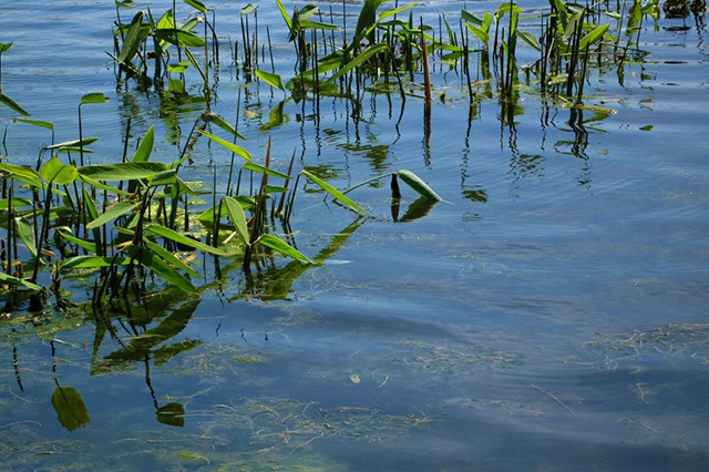 "胜洋水草休闲农场"是这50亩池塘现在的名字,而20多年以前,这里还是一
