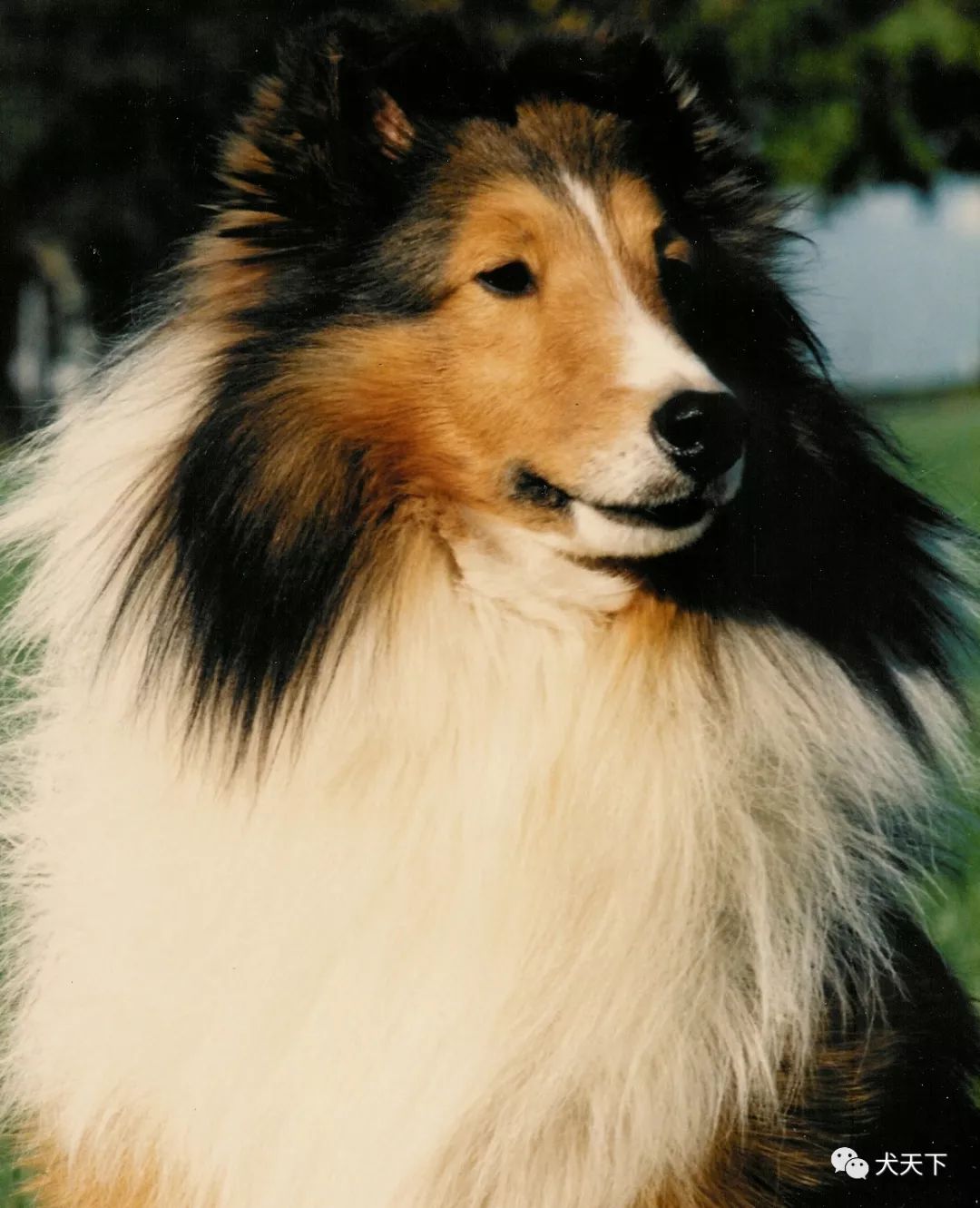 历届西敏寺犬展畜牧犬组big获得者2020年西敏寺犬展倒计时