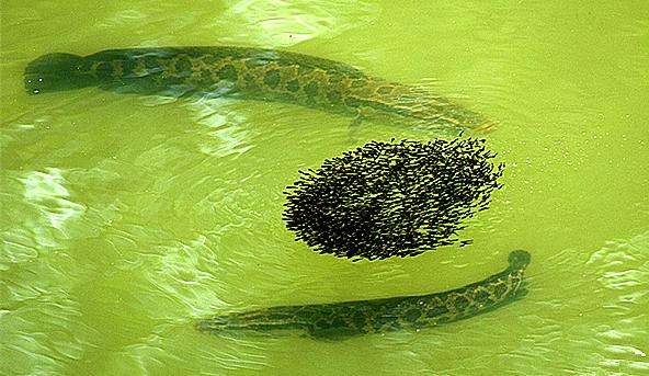 黑鱼真正是以静制动,号称水域内的潜伏"杀手"毫不为过,给它起个诨号叫