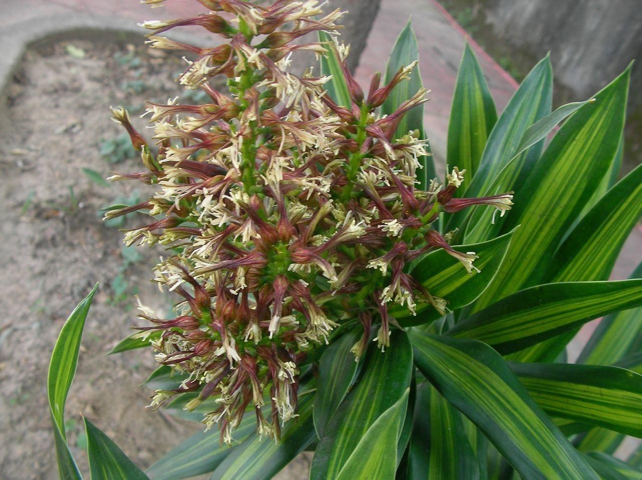 百合竹 为龙舌兰科龙血树属的常绿灌木,宿根性, 叶线形或披针形,全缘