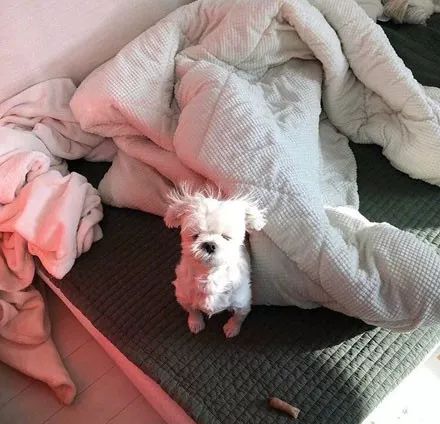 狗狗刚睡醒,在床上这一脸的起床气,像极了现在的我!