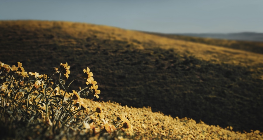 中国家电仍然走在希望的大道上：一时下跌无碍全年稳健发展-家电圈官网