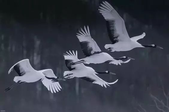 仙鹤飞天惊滟照片