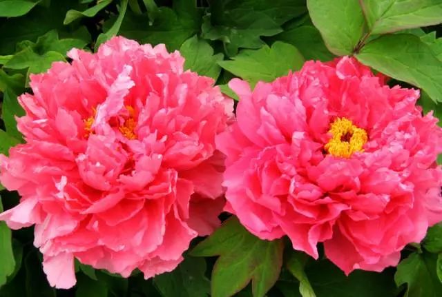 大年初八,送你88朵牡丹花,祝你花开富贵,如意吉祥!_好运