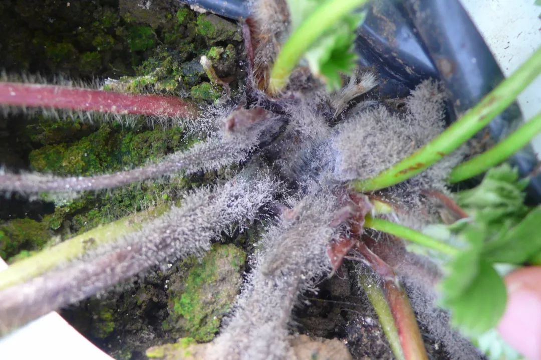 草莓结果中后期,如何提升果实品质?