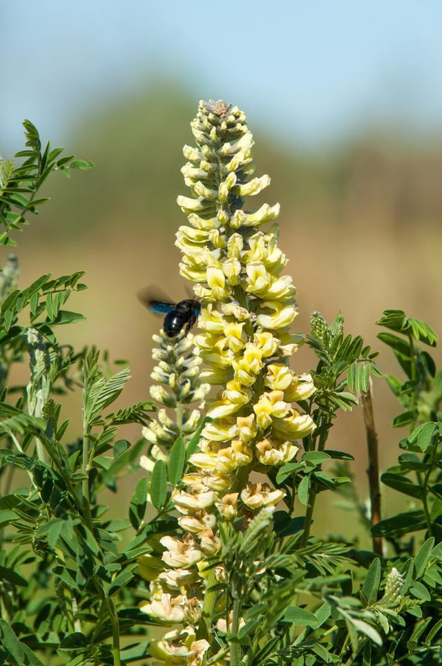 众志成城 攻坚克难 甘草国老 科学预防
