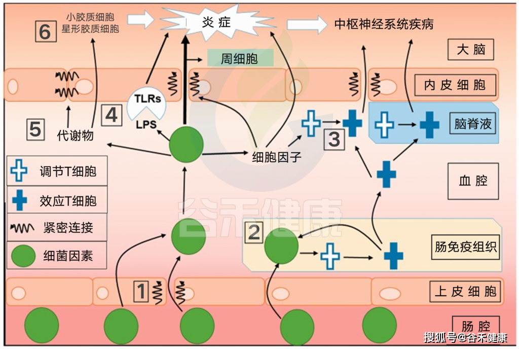 抑郁,自闭等中枢神经系统疾病与肠道菌群关系的解读