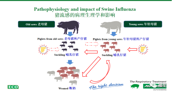 划重点！后备母猪在垂直传播疾病如猪蓝耳病或母传仔的猪支原体肺炎等中扮演重要角色_胎盘