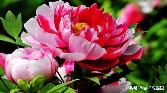 早上好今天是正月初八888富贵牡丹花送给我的朋友圈