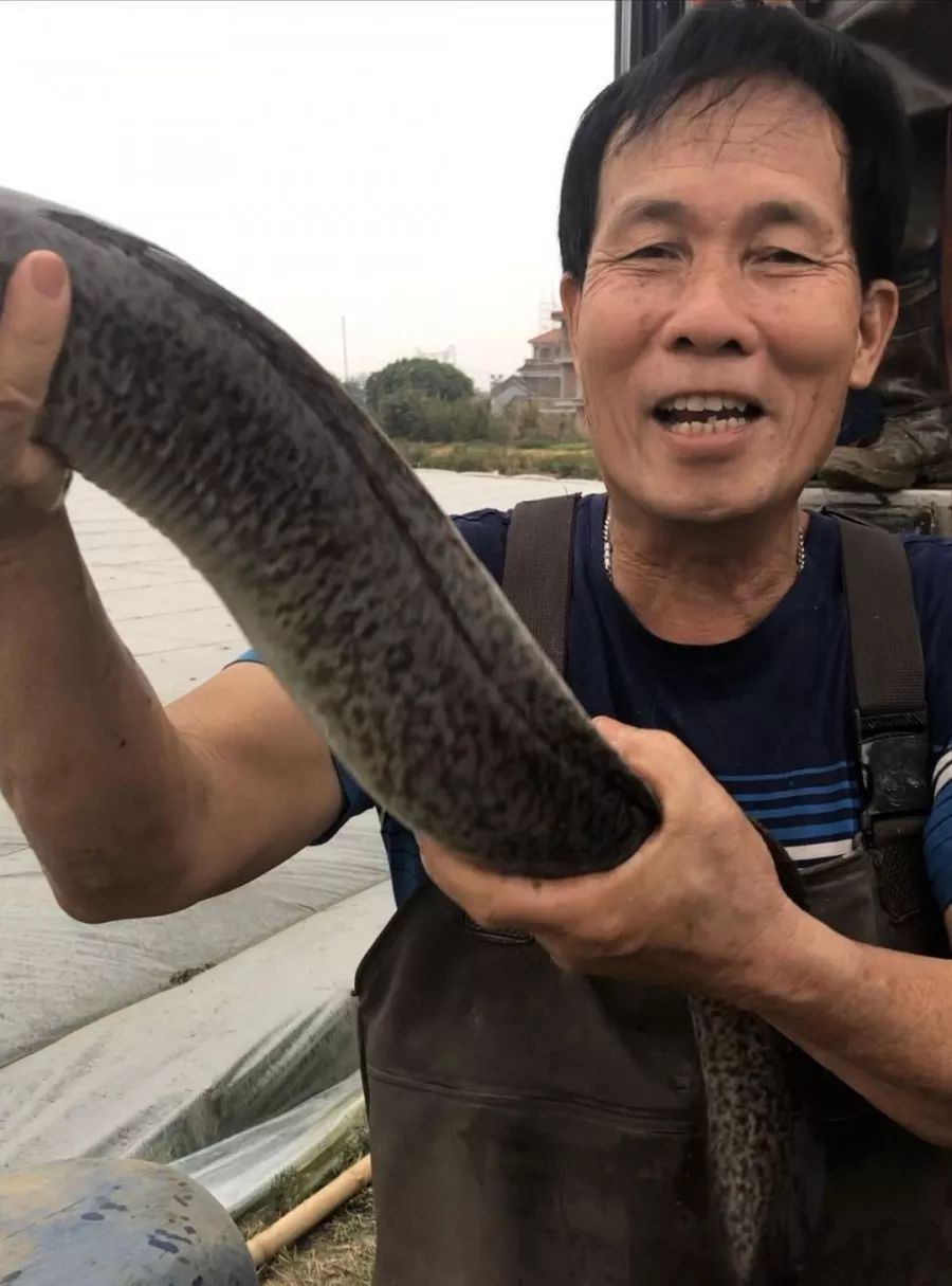 溢叔和十几个村民一起忙碌了3个半小时,终于把8吨重,上万条花锦鳝销售