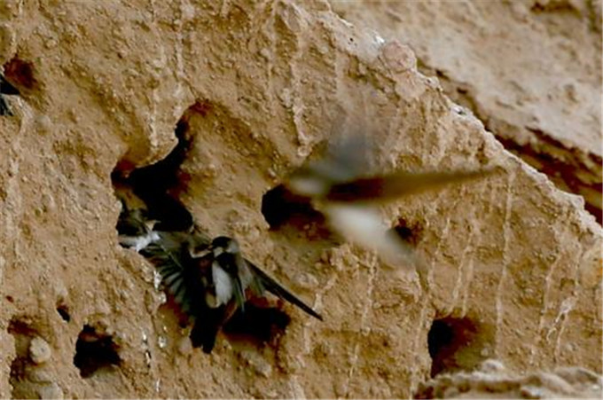 广东清远一个岩洞全是蝙蝠有人说是岩燕究竟是什么生物