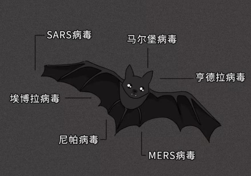 蝙蝠免疫一切病毒图片