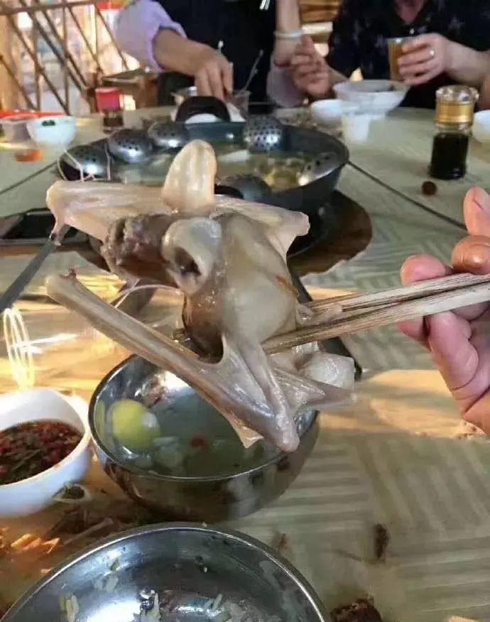 蝙蝠这么厉害为什么还会有人敢吃它们