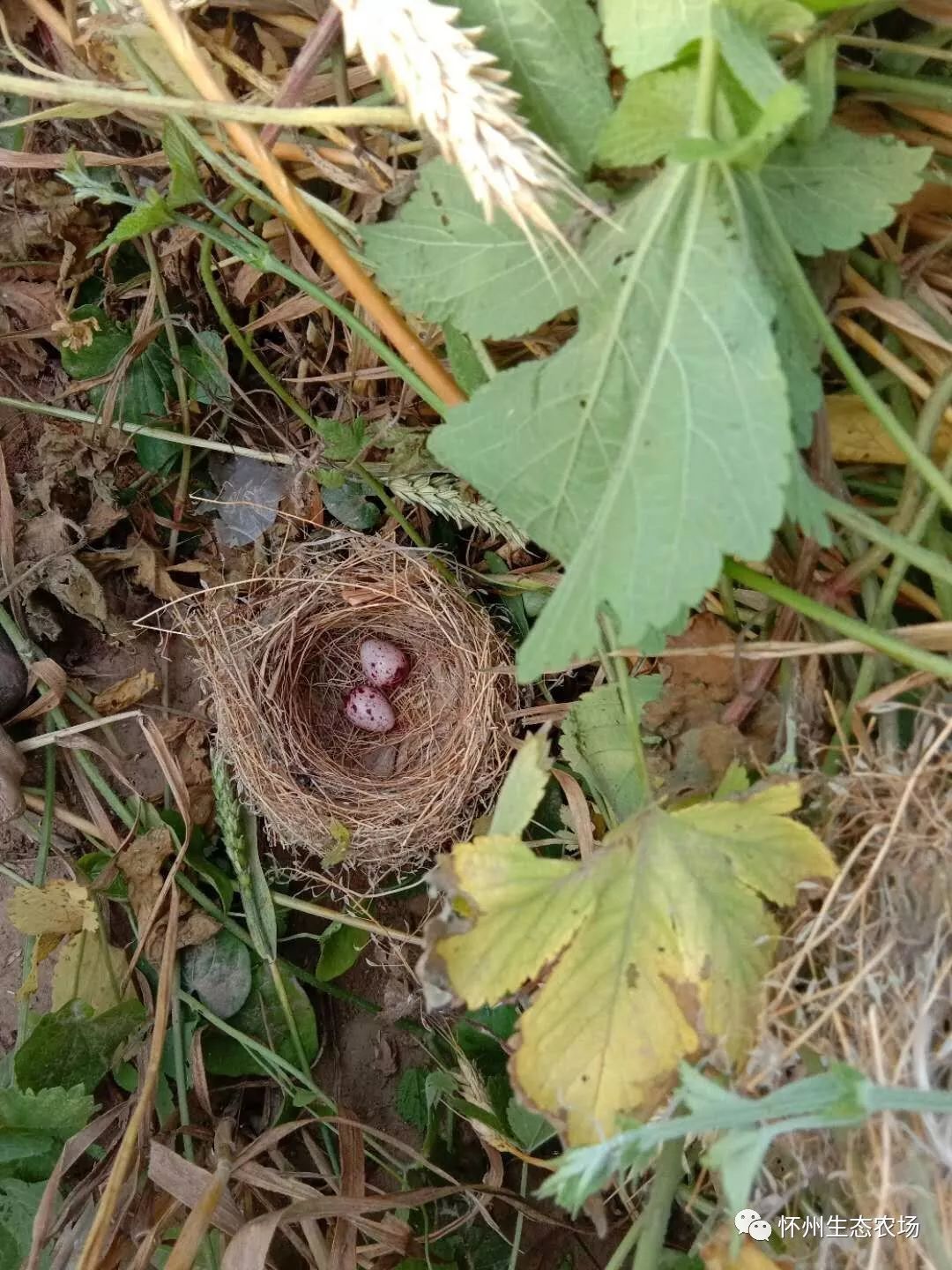 2019年回眸_生态