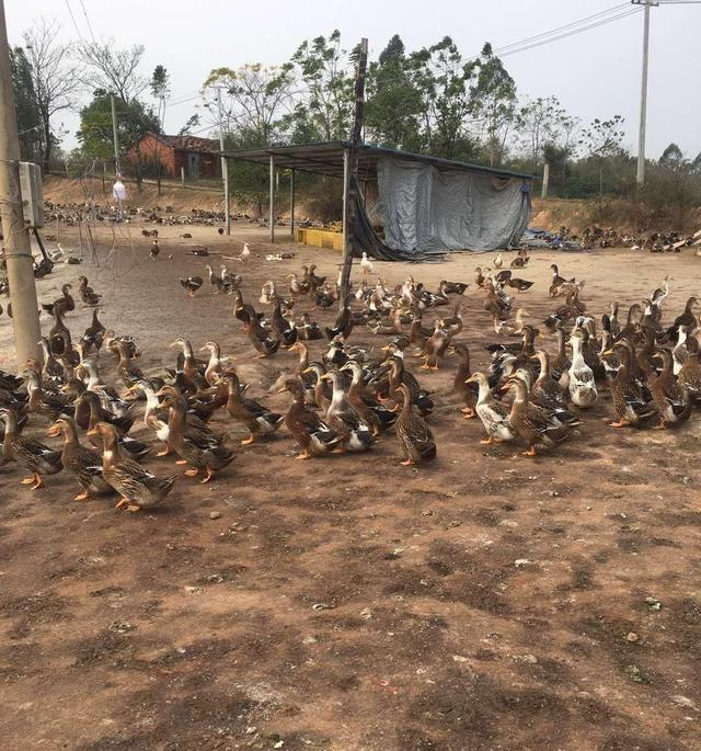 因为自己的姐夫就是在湛江雷州市养殖鸭子,行情好的时候,鸭苗都要十几
