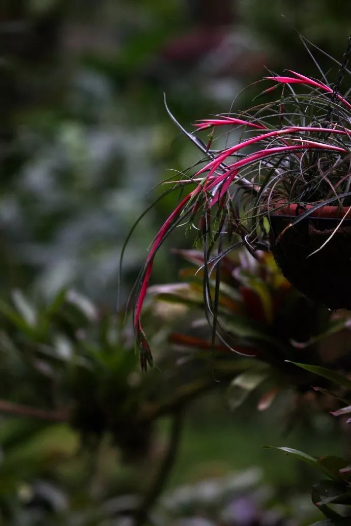 每日一花狭叶水塔花叶片如同细线一般狭长