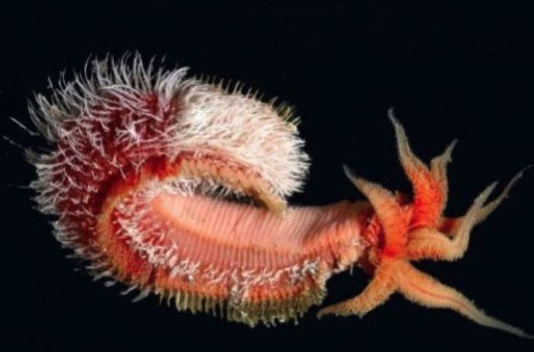 把岩浆当做"洗澡水",世界上最耐热的生物,正在火山口里游泳