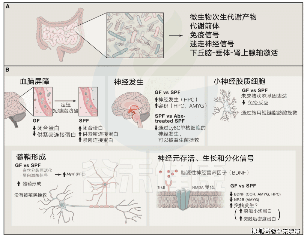 抑郁,自闭等中枢神经系统疾病与肠道菌群关系的解读