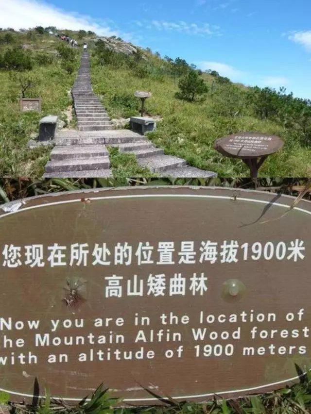 高山矮曲林我不懂植物生态学,只能望文生义地去