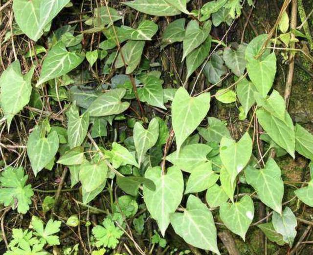 1种"何首乌"被当成野草,块茎却"珍贵",让爸妈别踩,值钱_植物