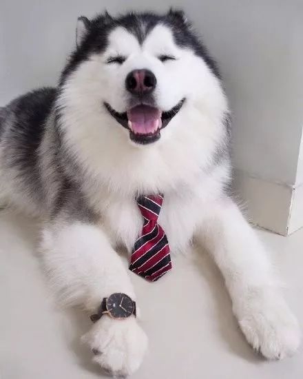 哈士奇以颜值爆红于网络可没想到它还有这样的一面可爱爆了