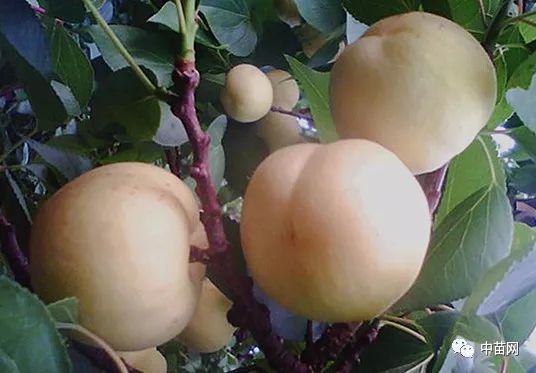 果肉白色 离核硬溶质 柔软多汁 香味浓郁 杏中佳品_果实