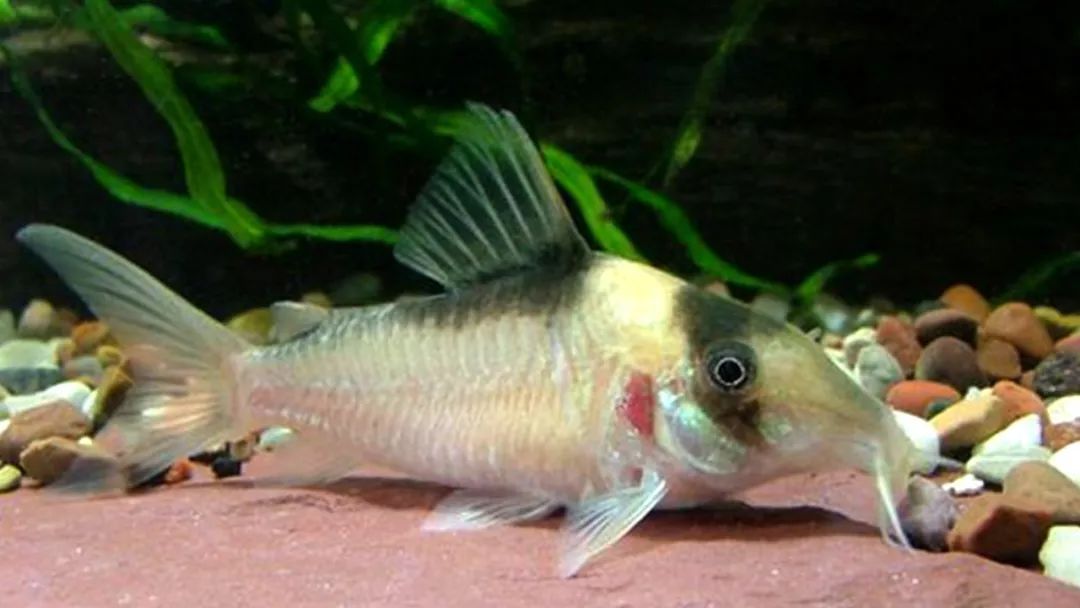 每日一鱼 | 长吻红头鼠鱼:比较喜欢老水环境