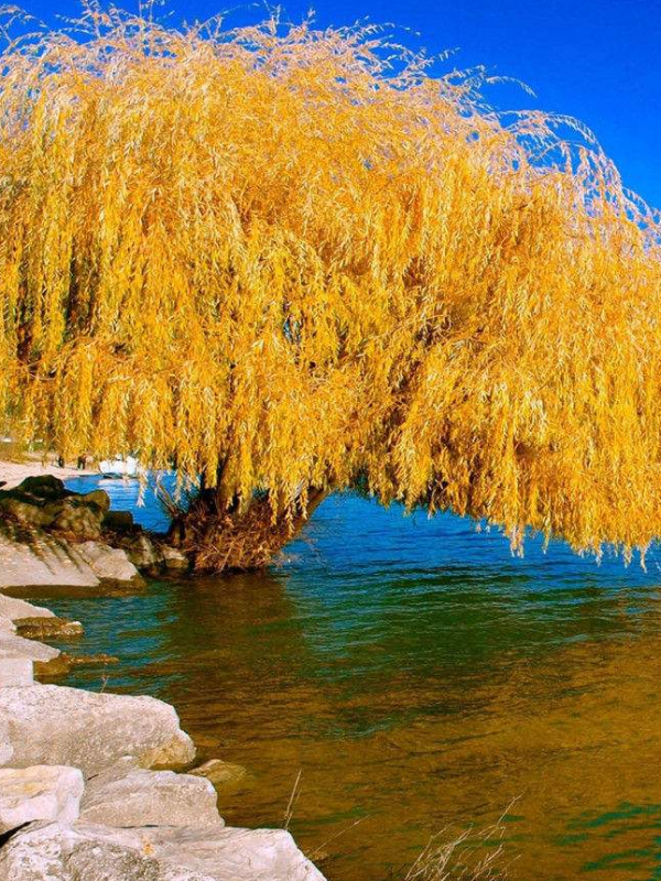 生肖猪猪年出生的人,乐观积极,喜欢自由,不爱被约束.