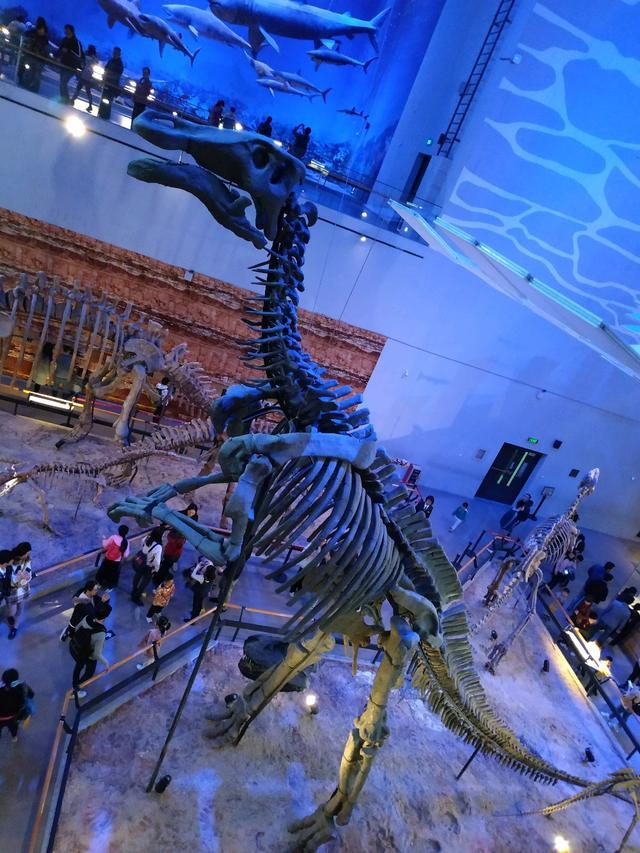 合肥恐龙化石博物馆图片