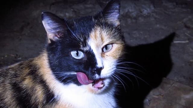 三花猫几乎都是母猫这是都市传说还是真实存在的现象呢