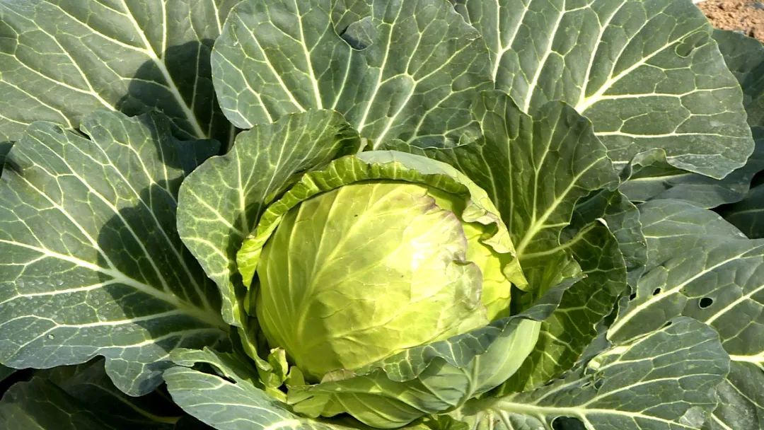 景宁蔬菜"储备"充足 价格稳定_翁海锦