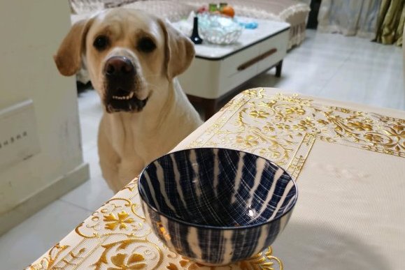 拉布拉多被主人给耍了,以为碗里有东西吃,结果发现是空的