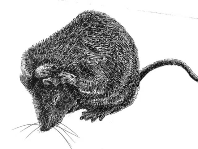 泡沫奶茶的水彩画杨耀辉的钢笔白描影子的钢笔画《鼠》刘军吉的钢笔画