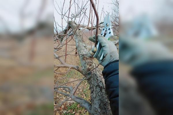 背上枝是个宝剪了损失少不了