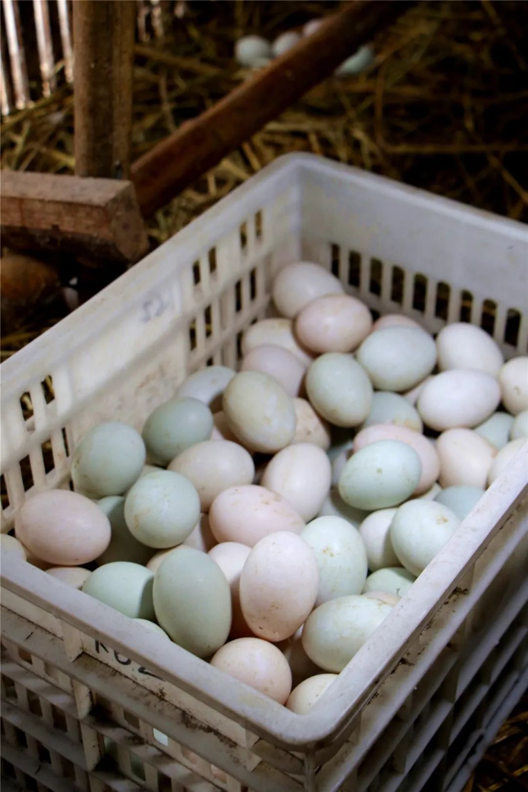 助农公益| 诸暨农场放养土鸭蛋!78元10斤,二环内送货上门!_鸭子