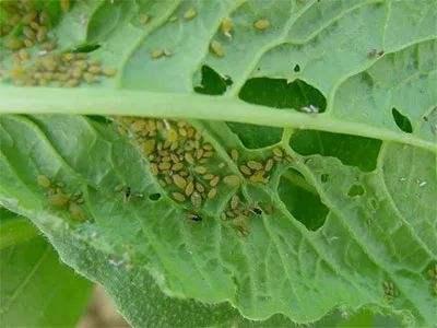 引起春油菜虫害的发生原因是什么
