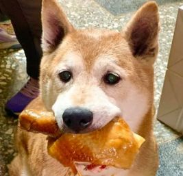 柴犬偷了一根大鸡腿被抓到,它一脸无辜看着主人:今年又失败了!