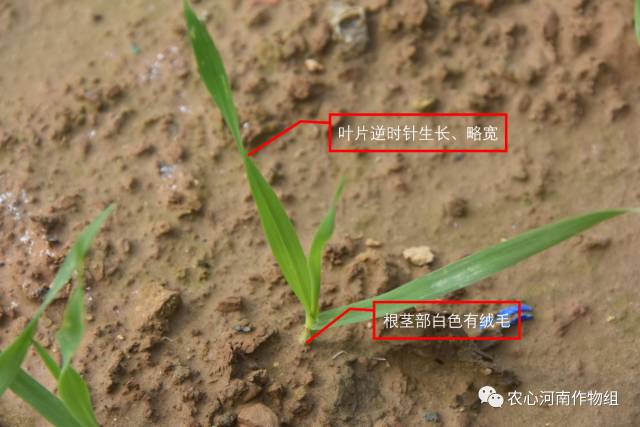 耳,叶面稍宽,叶片逆时针生长;叶缘有侧生锐毛;叶舌不规则齿裂;叶鞘有