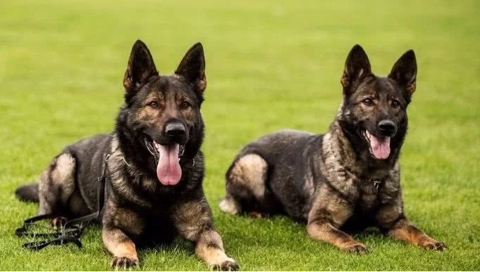 东德牧羊犬整个躯干一定是一个平滑的背线,非常的平顺,没有任何凸起