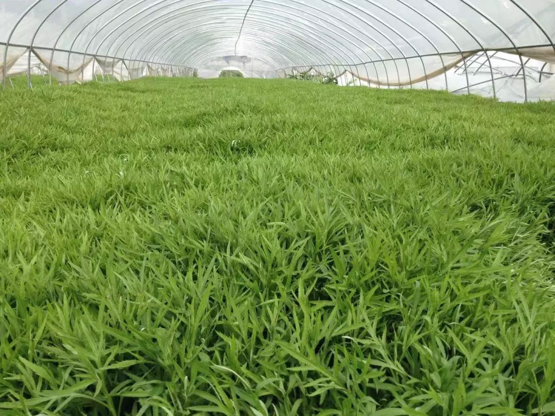 八卦洲外沙村的芦蒿基地南京栖霞区八卦洲素有芦蒿之乡的美称,每年