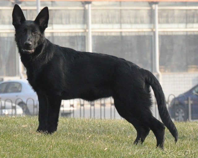 纯正的东德牧羊犬骨骼粗大(俗称双脊背),公母犬的特征分明,公犬头大