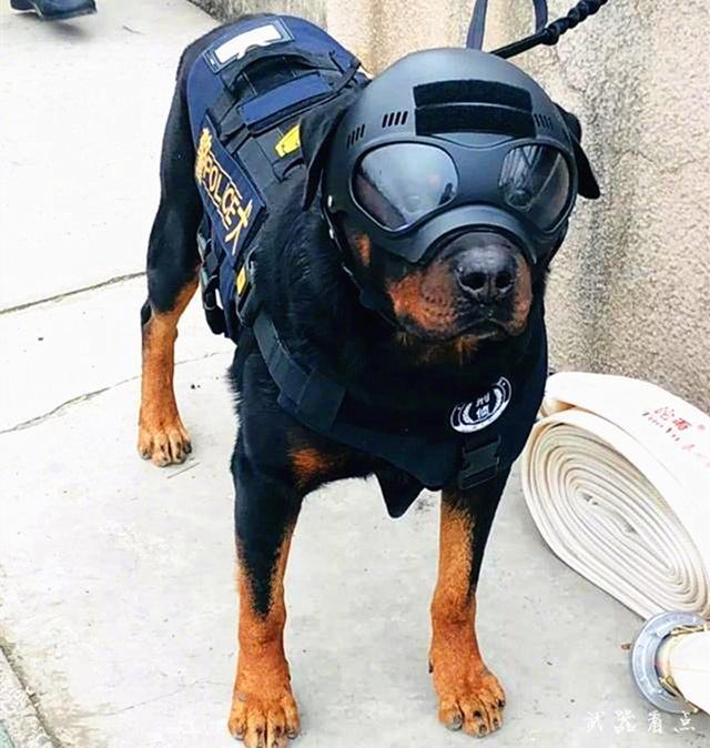 军事丨国产"警犬"战术防弹头盔,科技感十足,适合大规模推广