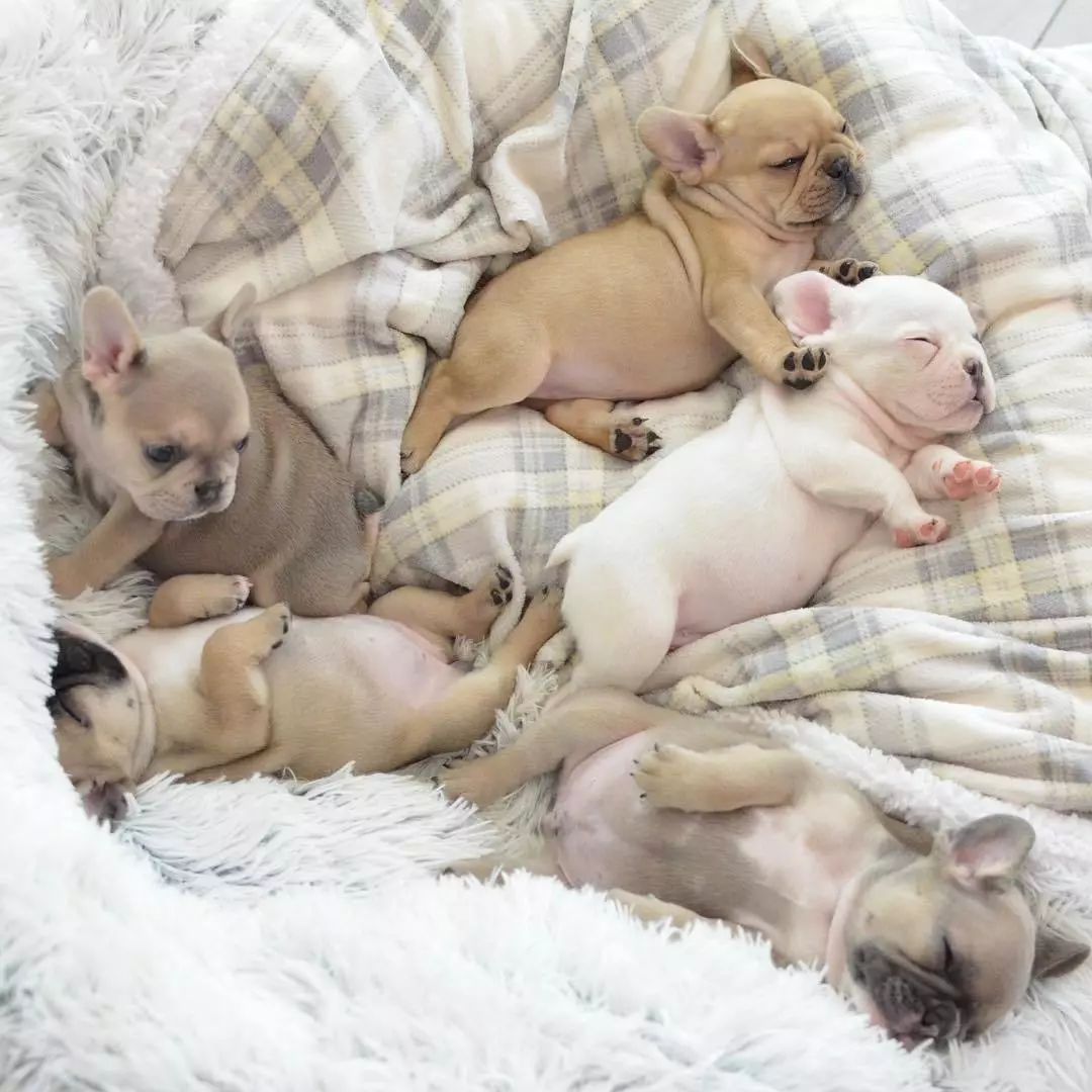 萌翻肉嘟嘟的法斗宝宝简直是世上最棒的暖手宝