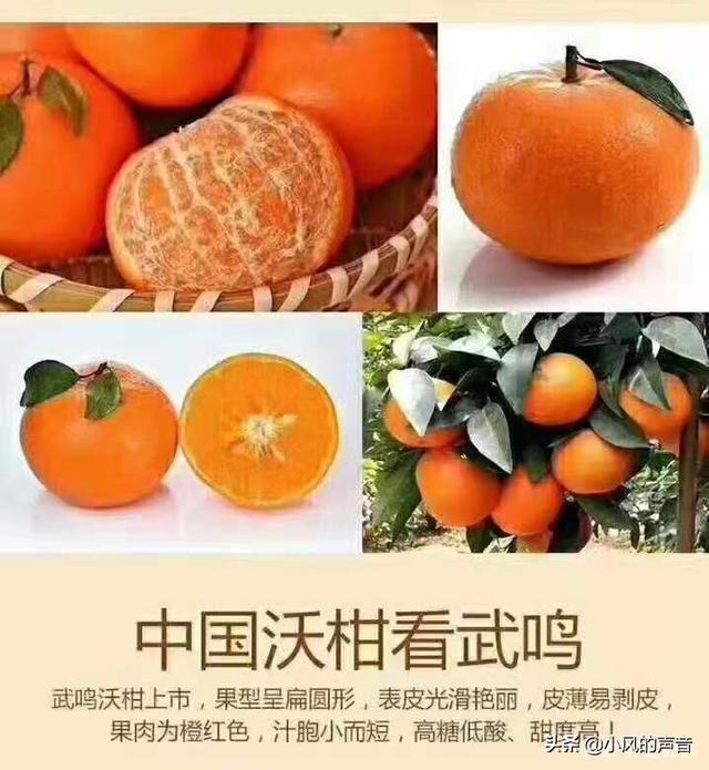 沃柑图片及简介图片